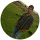 Lester
